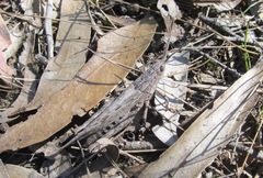 Coryphistes ruricola