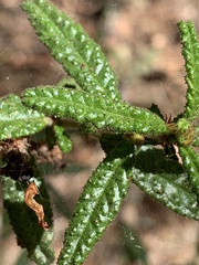 Ceanothus papillosus
