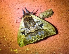 Erythromeris