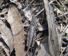 Coryphistes ruricola