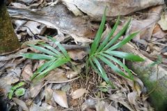 Chambeyronia oliviformis