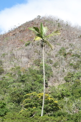 Chambeyronia oliviformis