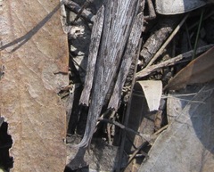 Coryphistes ruricola