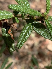 Ceanothus papillosus