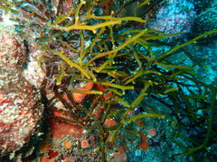 Bifurcariopsis capensis