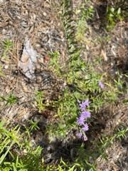 Liatris gracilis