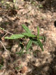 Ceanothus papillosus