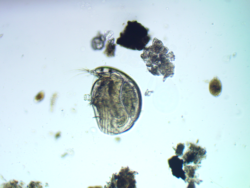 Representative image of Coronatella