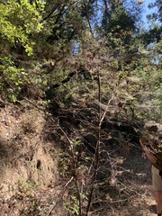 Ceanothus papillosus