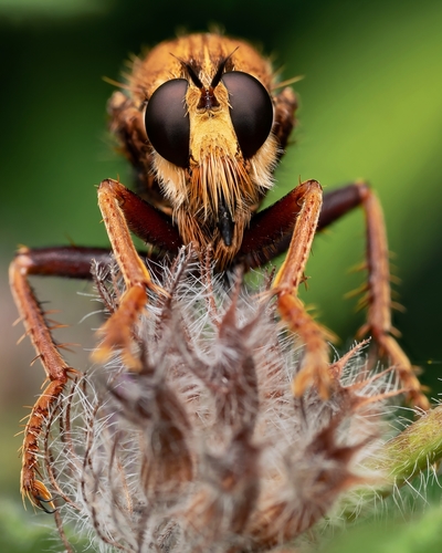 Hornet Robber Fly, photo 7 of 7