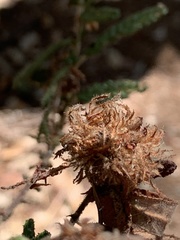 Asphondylia ceanothi