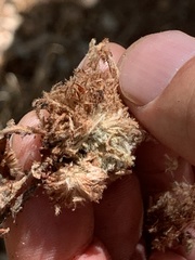 Asphondylia ceanothi