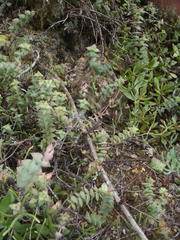 Crassula perforata perforata
