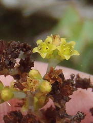 Crassula perforata perforata