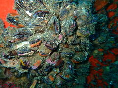 Choromytilus meridionalis
