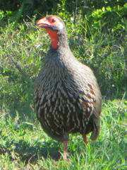 Pternistis afer castaneiventer