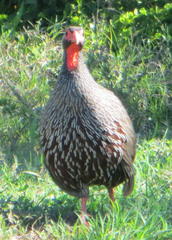 Pternistis afer castaneiventer