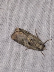 Epilecta linogrisea