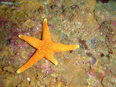 Fromia schultzei