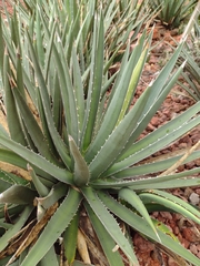 Agave albomarginata