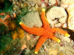 Fromia schultzei