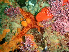 Fromia schultzei