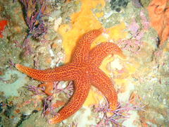Fromia schultzei