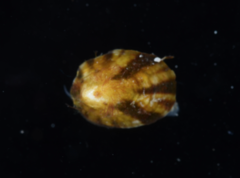 Lottia paradigitalis