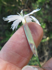 Dianthus mooiensis