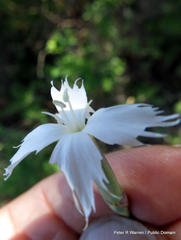 Dianthus mooiensis