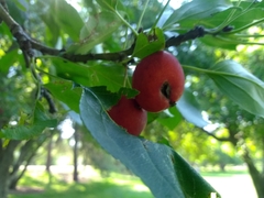 Malus baccata