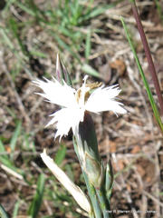 Dianthus mooiensis