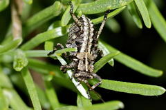 Hetrodes pupus pupus