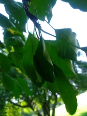 Malus baccata