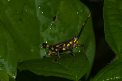 Rhopsotettix consummatus