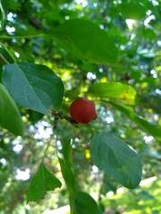 Malus baccata