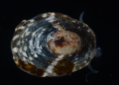 Lottia paradigitalis