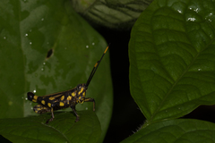 Rhopsotettix consummatus