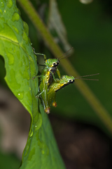 Liebermannacris dorsualis