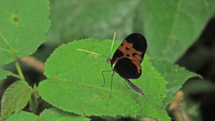 Mechanitis messenoides deceptus