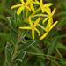 Greater Yellowhead Curryflower - Photo (c) Kate Braun, some rights reserved (CC BY-NC), uploaded by Kate Braun