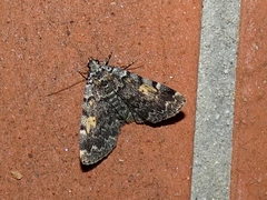Idia calvaria