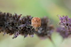 Homaemus aeneifrons