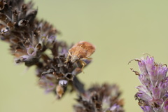 Homaemus aeneifrons