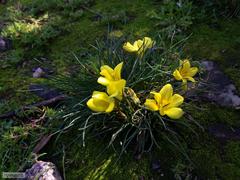 Moraea fugacissima