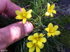 Moraea fugacissima