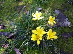 Moraea fugacissima