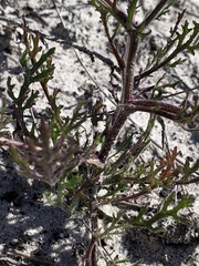 Senecio umbellatus