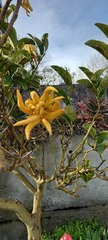Citrus medica sarcodactylis