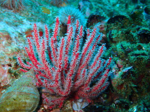 Leptogorgia capensis